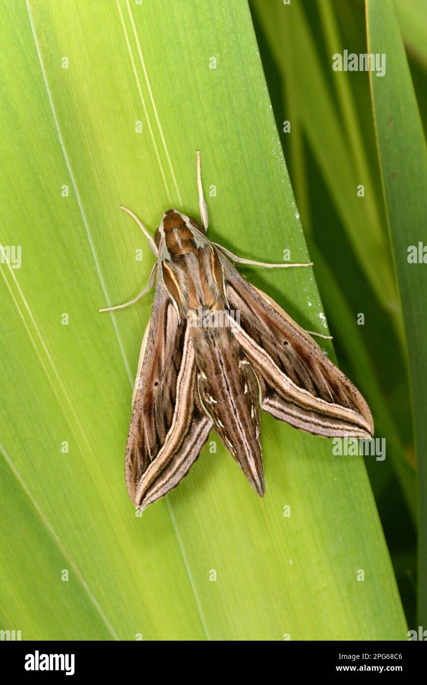 Vine Hawk-Moth (Moths of Singapore) · iNaturalist