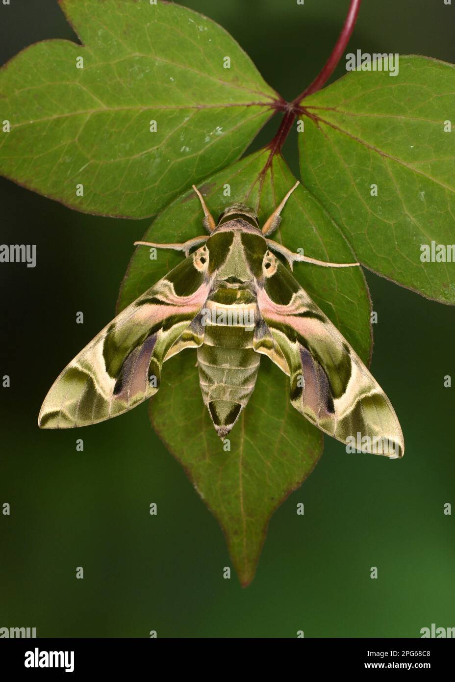 Oleander hawk moth (Daphnis nerii), Other animals, Insects, Butterflies, Animals, Oleander Hawkmoth adult, resting on captive bred Stock Photo