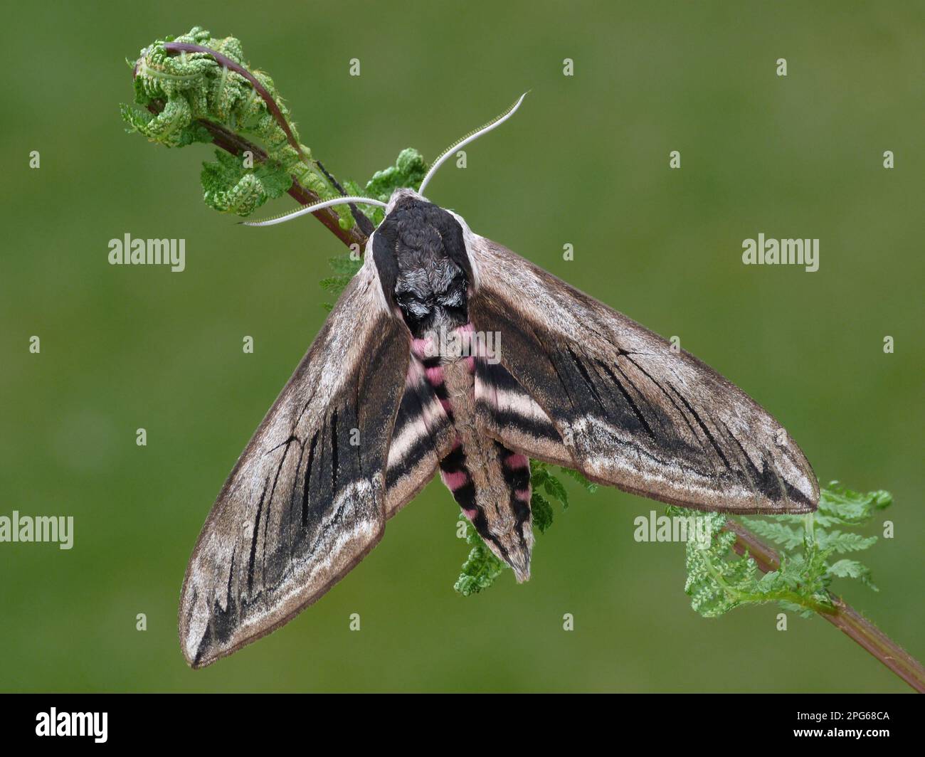 Privet hawkmoth (Sphinx ligustri), Hawkmoth, Insects, Moths, Butterflies, Animals, Other animals, Privet Hawkmoth adult, resting on fern Stock Photo