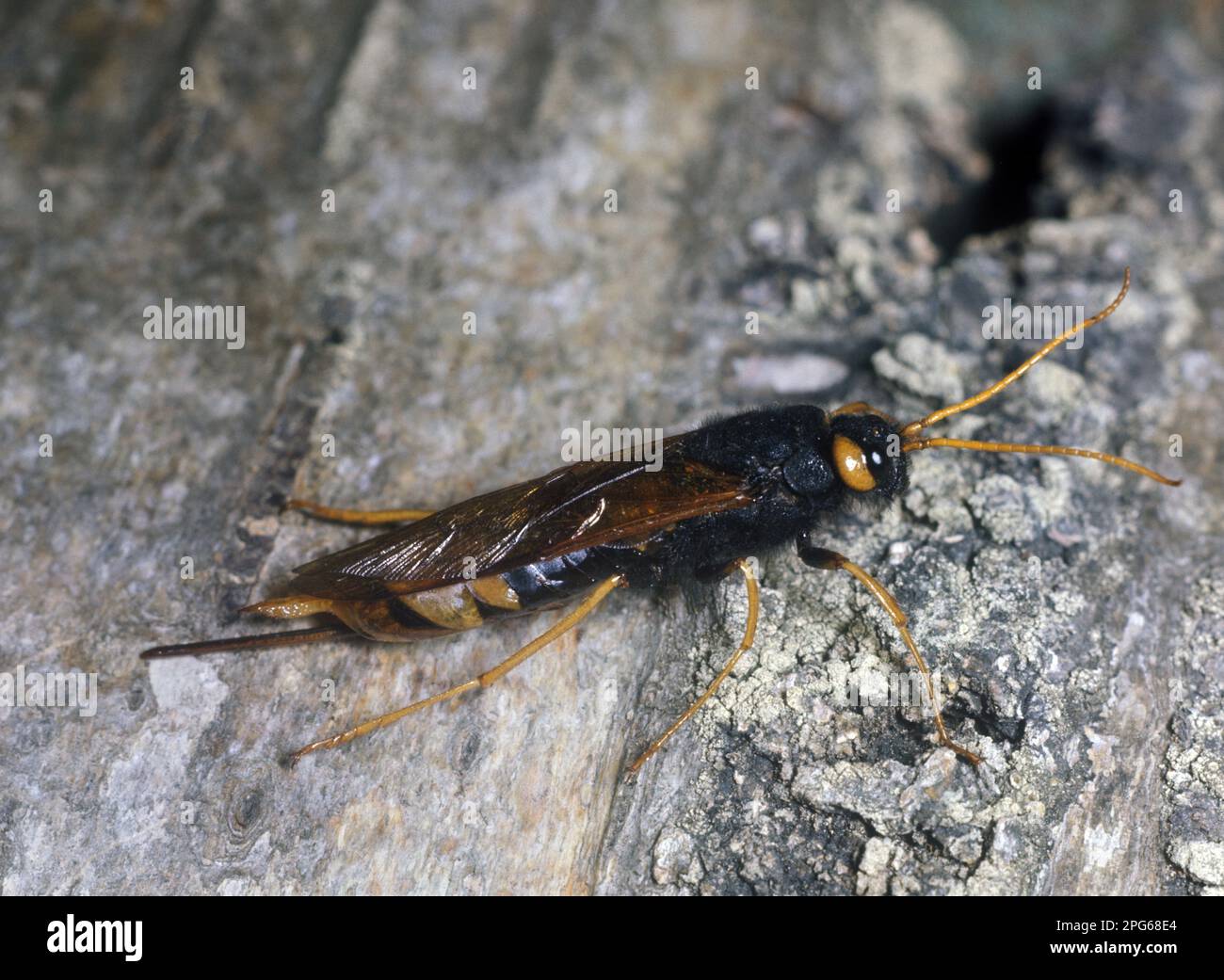 Giant wood wasp, giant woodwasps, Other animals, Insects, Animals, Greater Horntail (Urocerus gigas) or wood wasp- Sirex gigas Stock Photo
