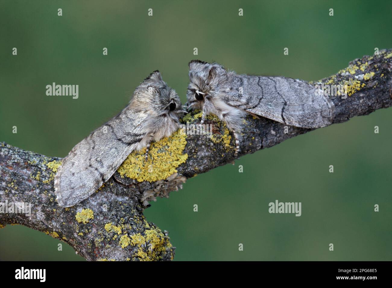 Yellow Horned Moth, Earliest Owl Moth, Insects, Moths, Butterflies, Animals, Other animals, Yellow Horned Moth (Achlya flavicornis) adult pair Stock Photo
