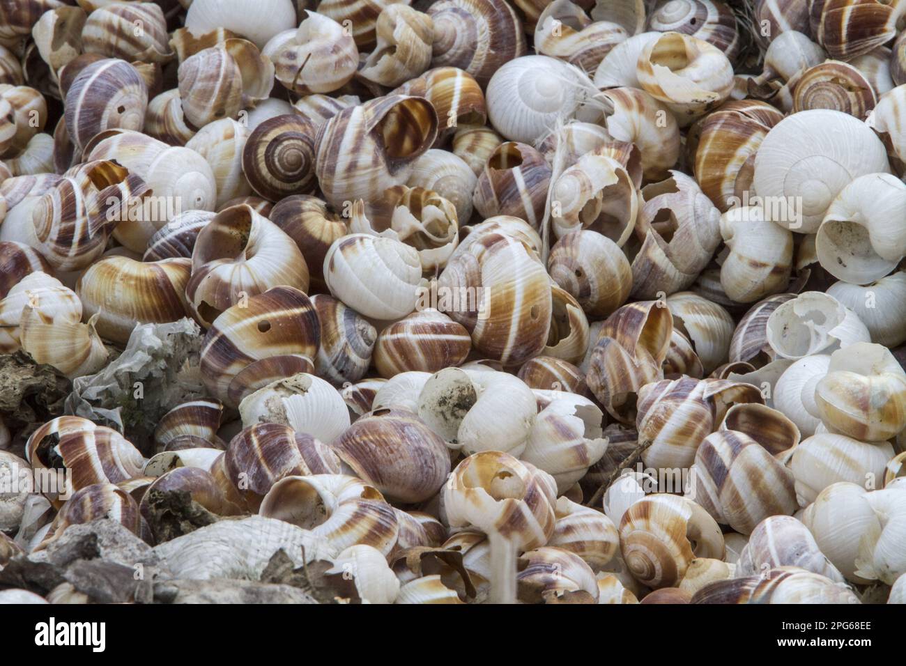 The shells of Helix lucorum are a species of large, edible, air-breathing land snails or slugs, a terrestrial lung snail of the family Helicidae. Stock Photo
