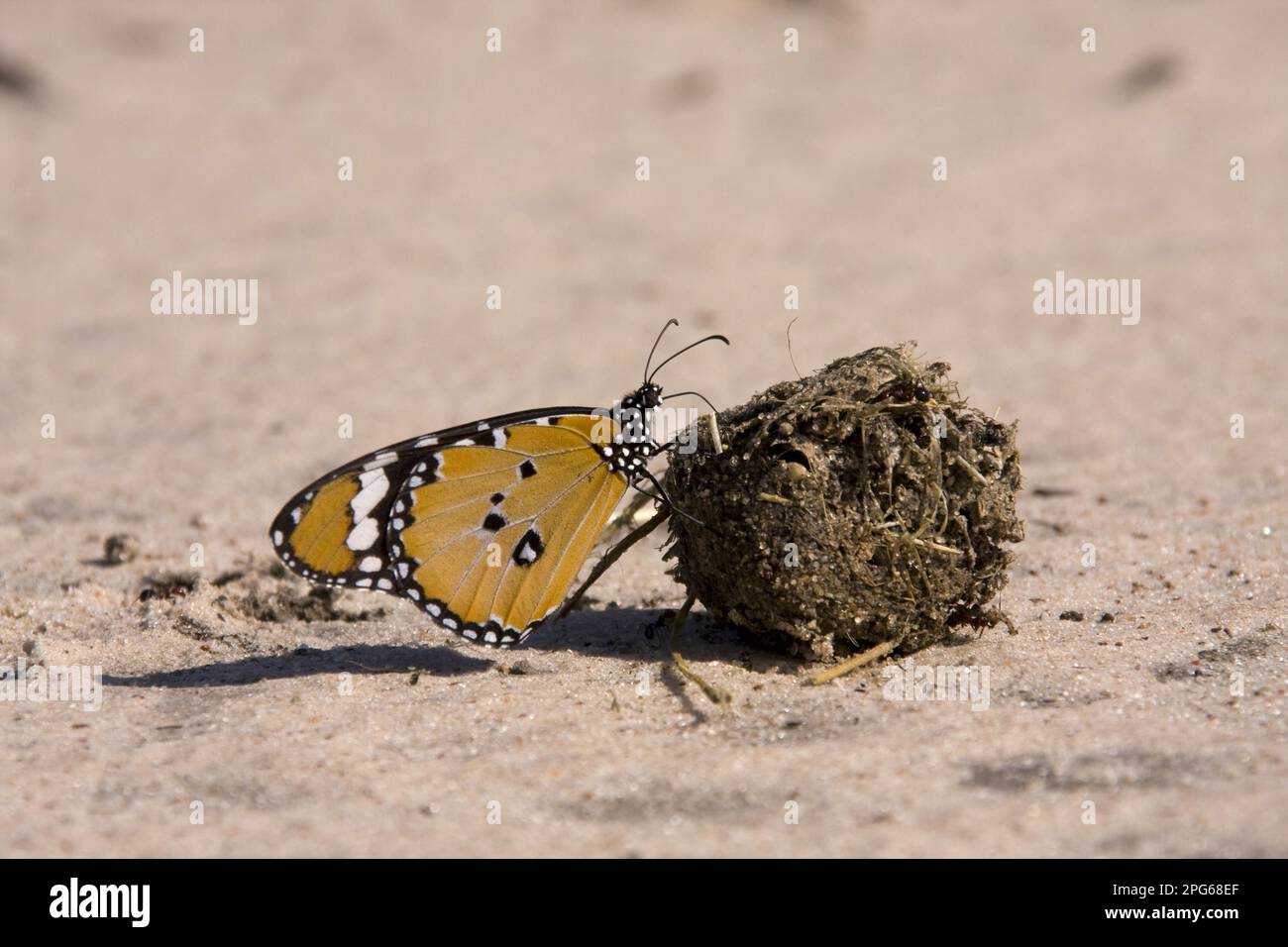 Small Monarch, Common Tiger, Other Animals, Insects, Butterflies