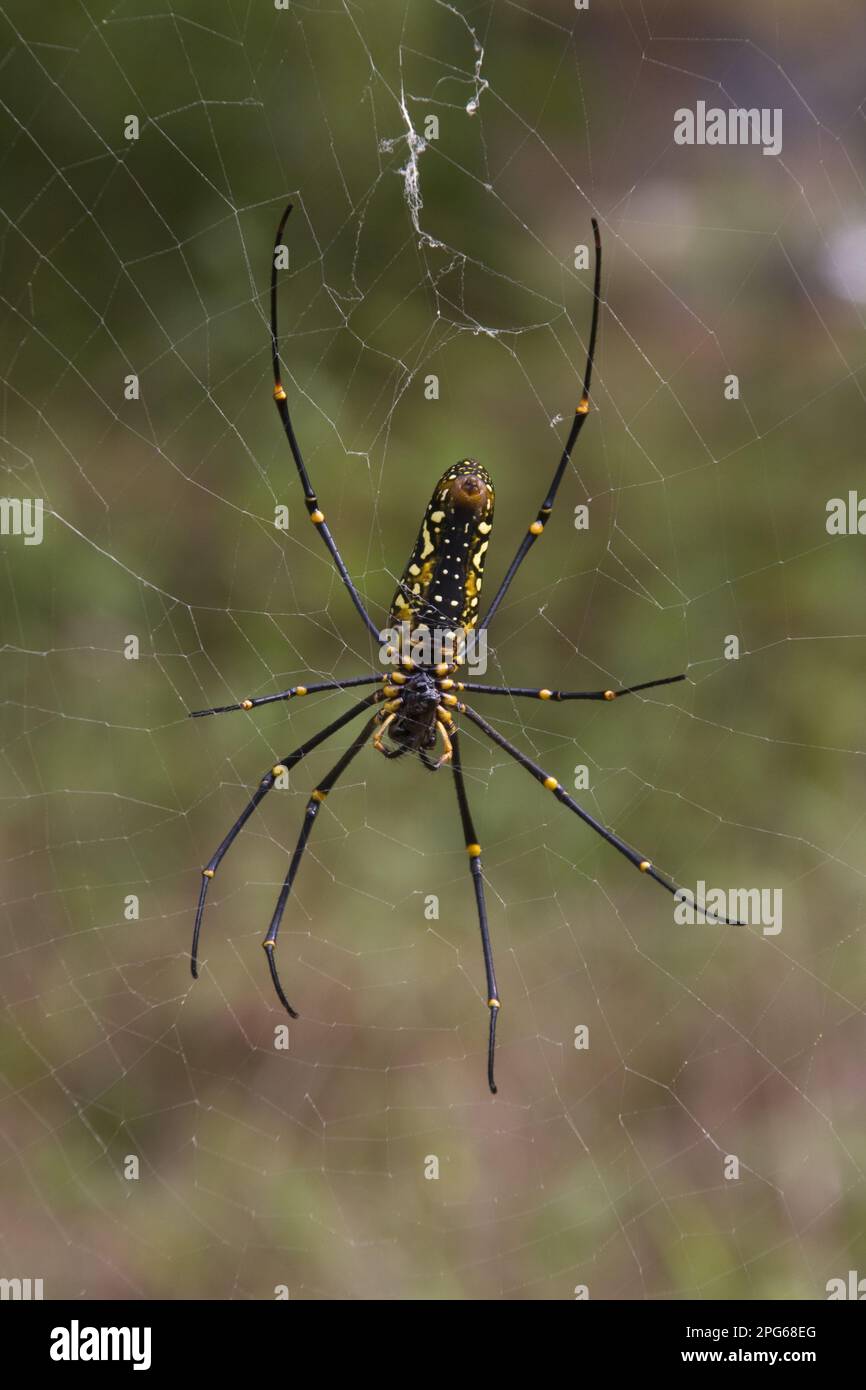 Silk spider, Silk spiders, Other animals, Spiders, Arachnids, Animals