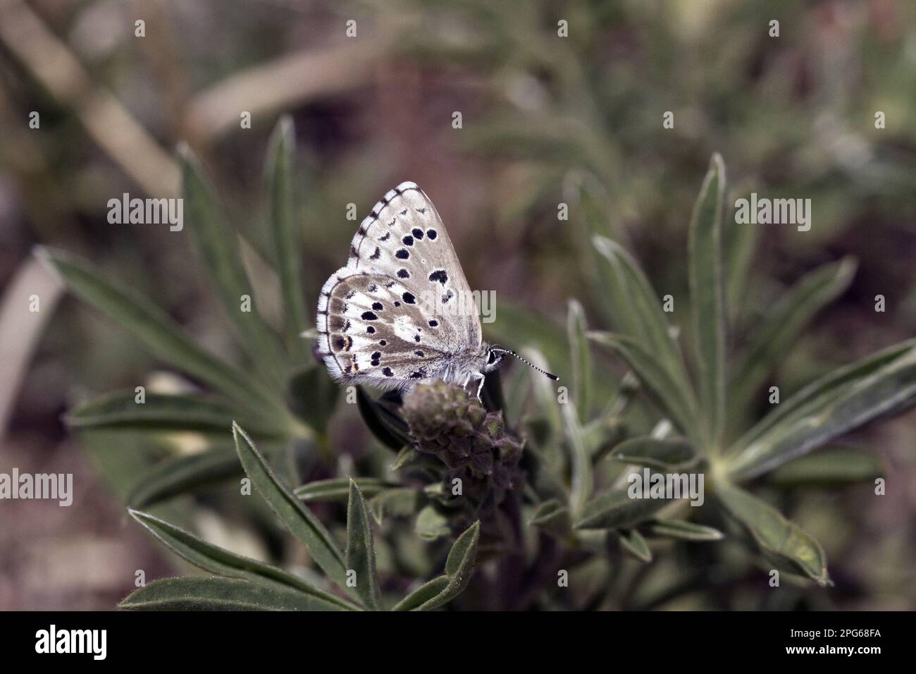 Gossamer winged butterfly (Lycaenidae), Other animals, Insects, Butterflies, Animals, Arrowhead blue butterflies, Glaucopsyche piasus Stock Photo