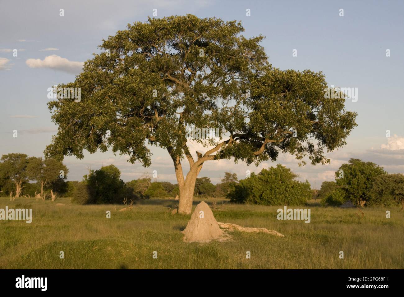 Leed Tree Lead Tree and Termite Mound Okavango Delta, Botswana Stock Photo - Alamy