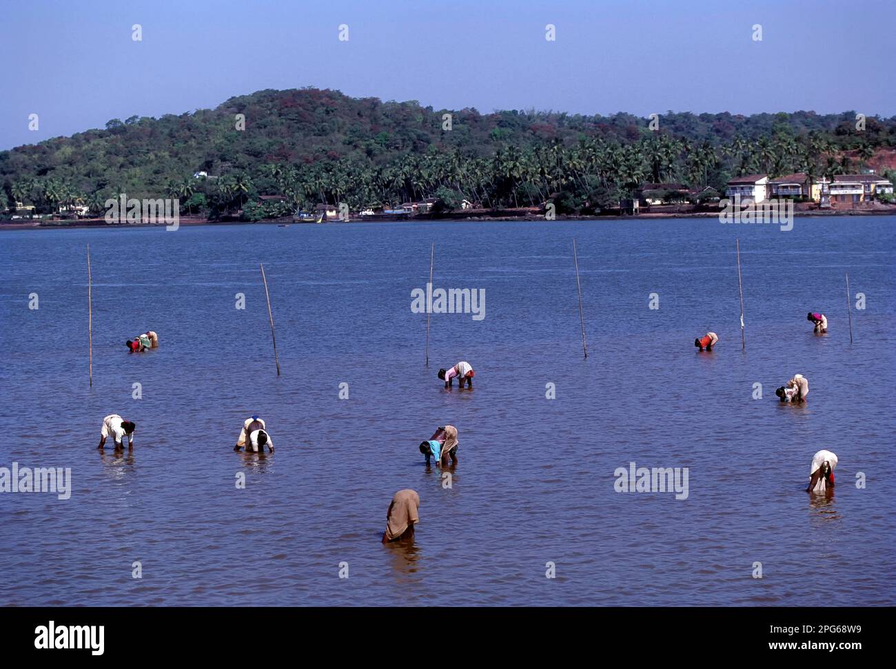 Searching snail in Mandovi River, Goa, Union Territory of India, Asia Stock Photo