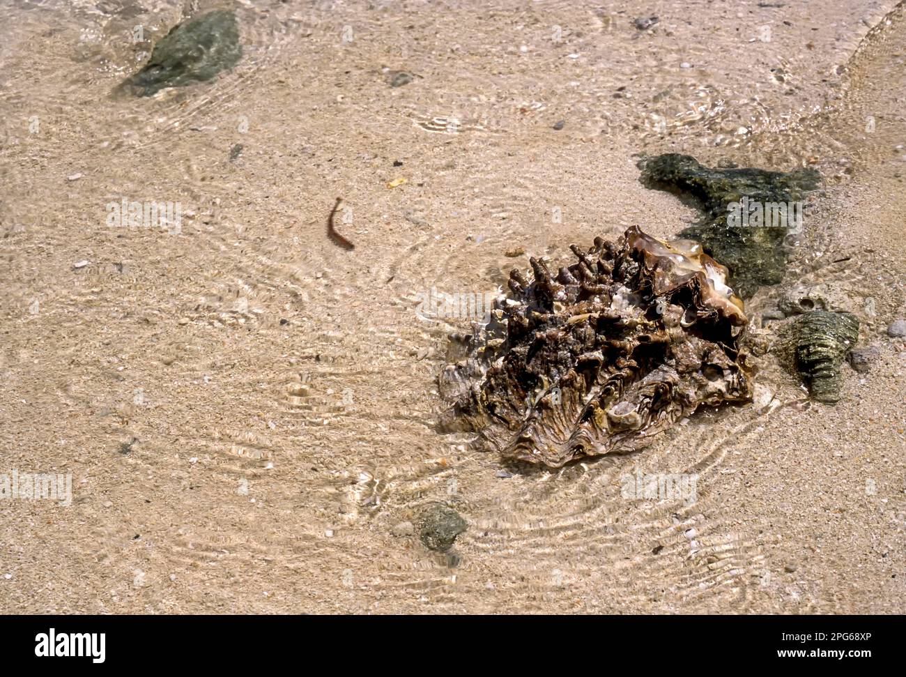 Seashell on Havelock Island beach, Andaman Islands, Union Territory of India, India Stock Photo