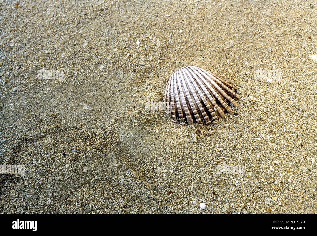 Seashell on Havelock Island beach, Andaman Islands, Union Territory of India, India Stock Photo