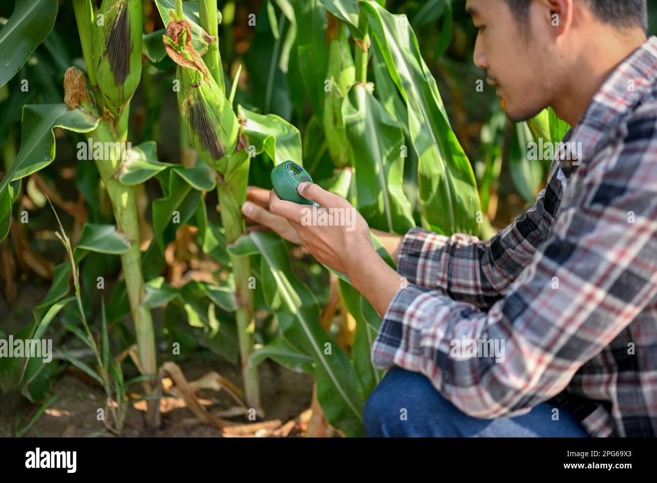 Hardworking Asian male farmer using a soil meter to check the moisture