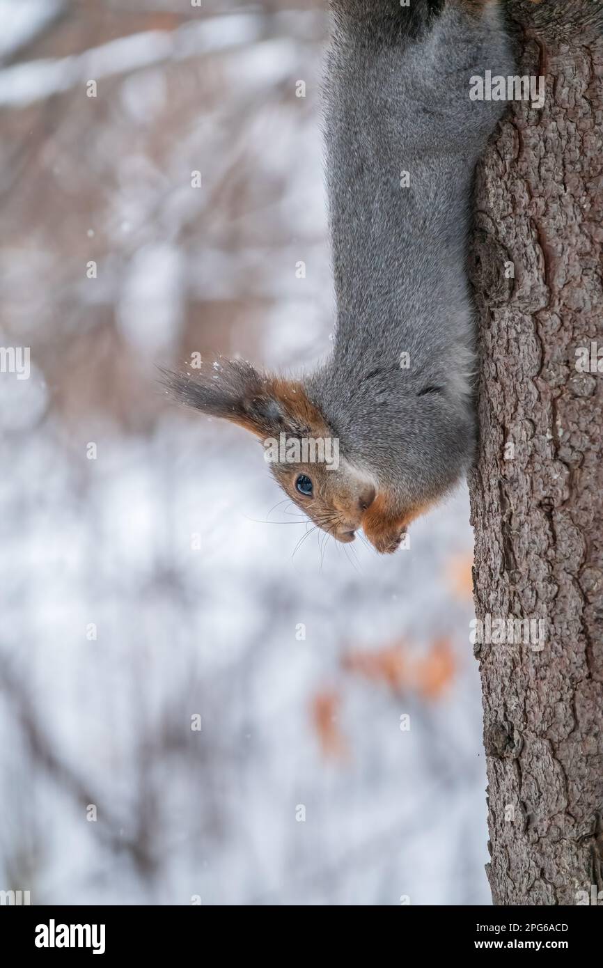 A squirrel sits upside down on a tree in winter and eats a nut. Eurasian red squirrel, Sciurus vulgaris Stock Photo