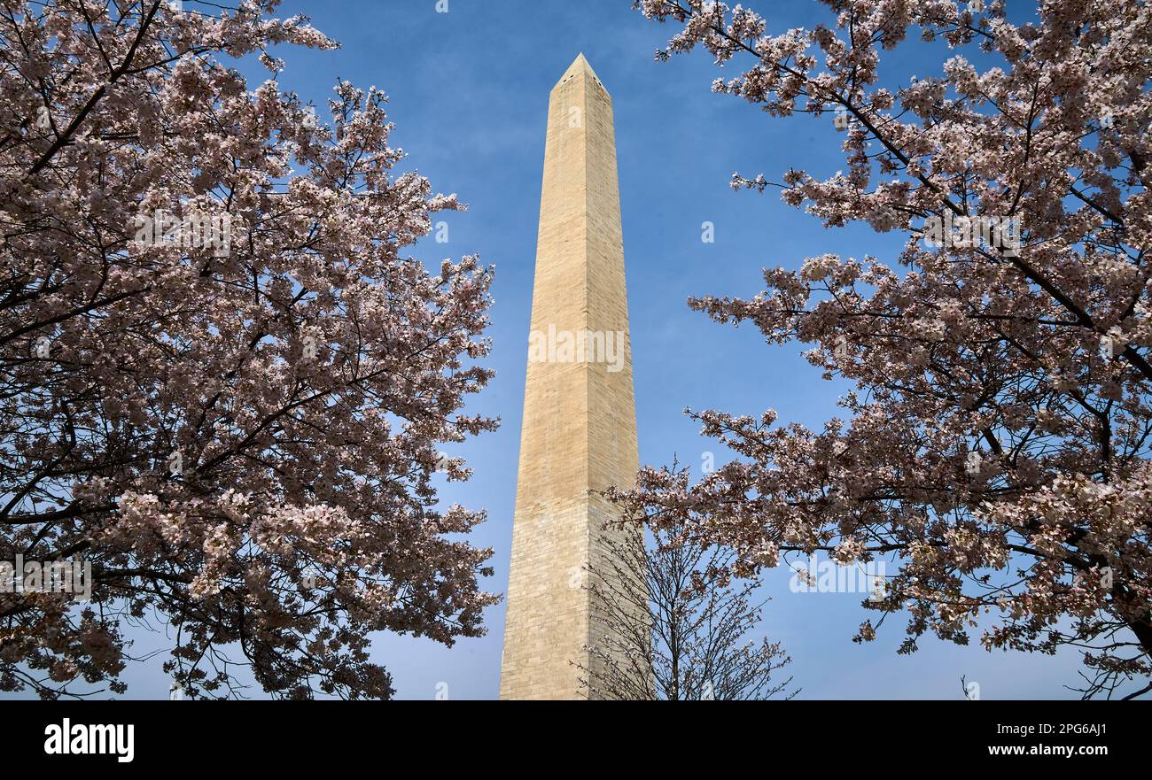 WASHINGTON, D.C., USA MARCH 20, 2023 The Cherry Trees are blooming