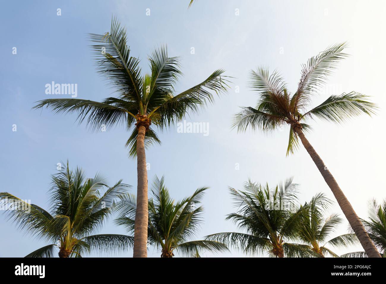 Coconut Pg Coconut Palm Trees Bottom Up View in Backlit Stock Photo - Alamy