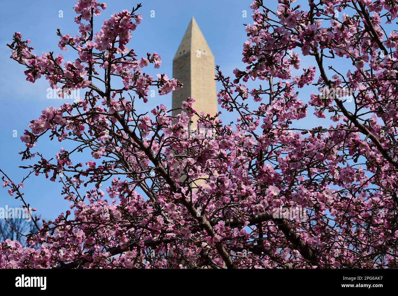 WASHINGTON, D.C., USA MARCH 20, 2023 The Cherry Trees are blooming
