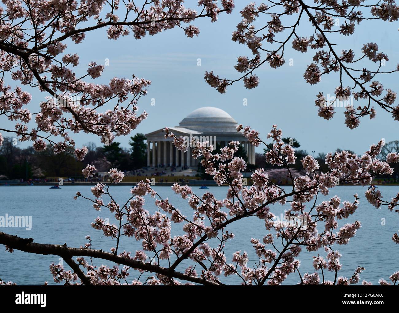 WASHINGTON, D.C., USA MARCH 20, 2023 The Cherry Trees are blooming