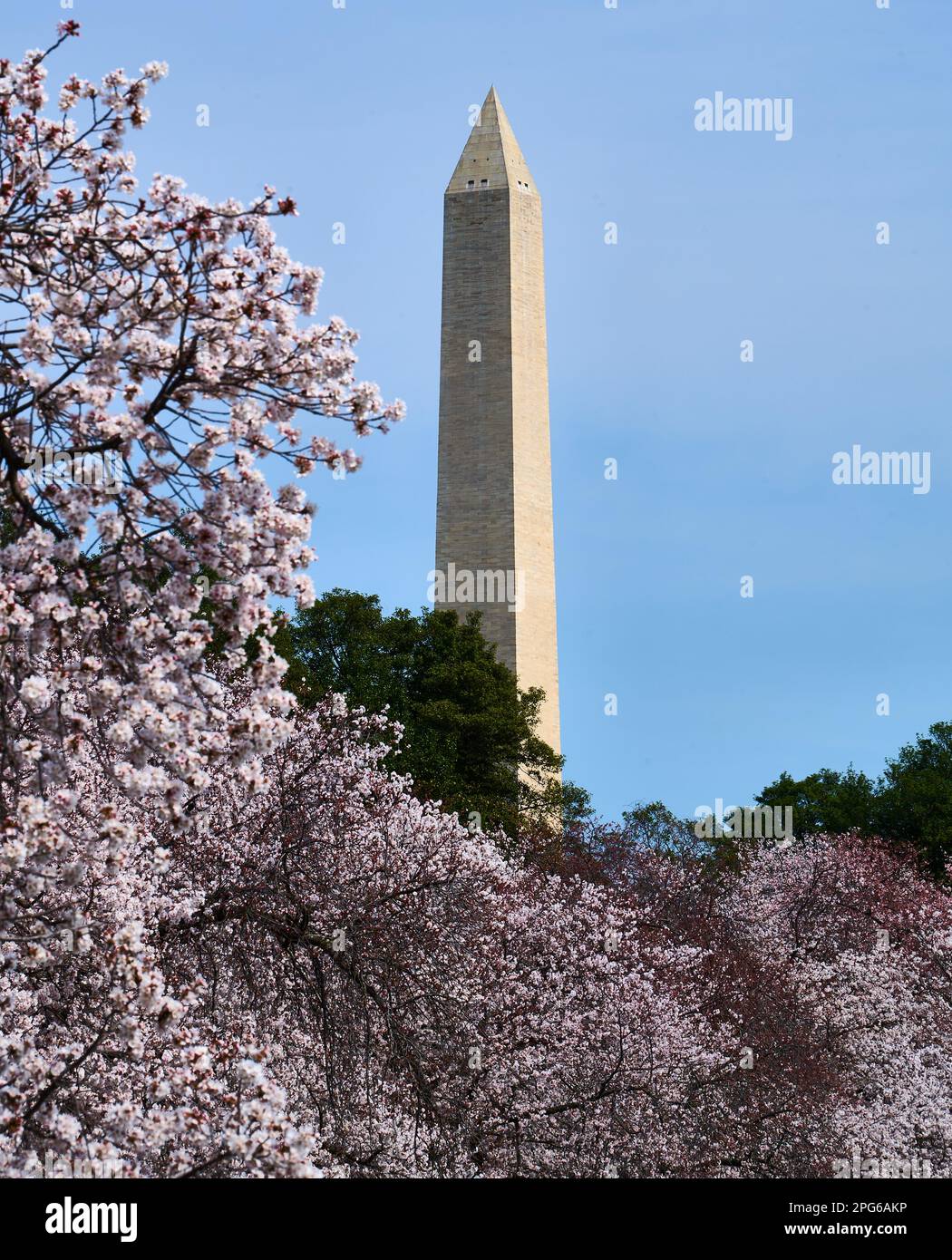 WASHINGTON, D.C., USA MARCH 20, 2023 The Cherry Trees are blooming