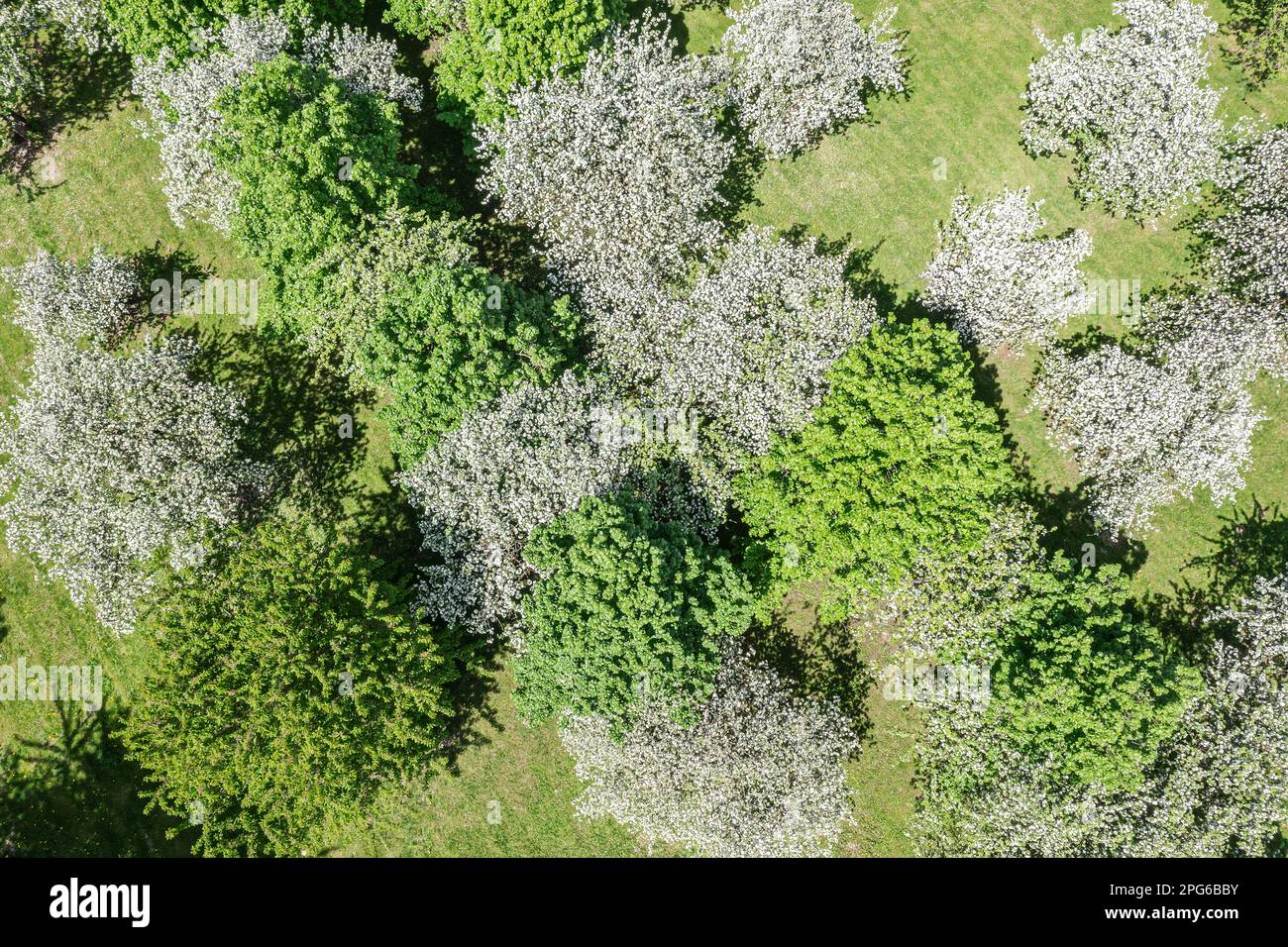aerial top view of flowering apples trees in orchard on spring day. closeup view. Stock Photo