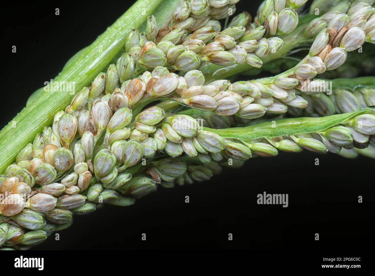 close shot of the paspalum stalk seed stem. Stock Photo