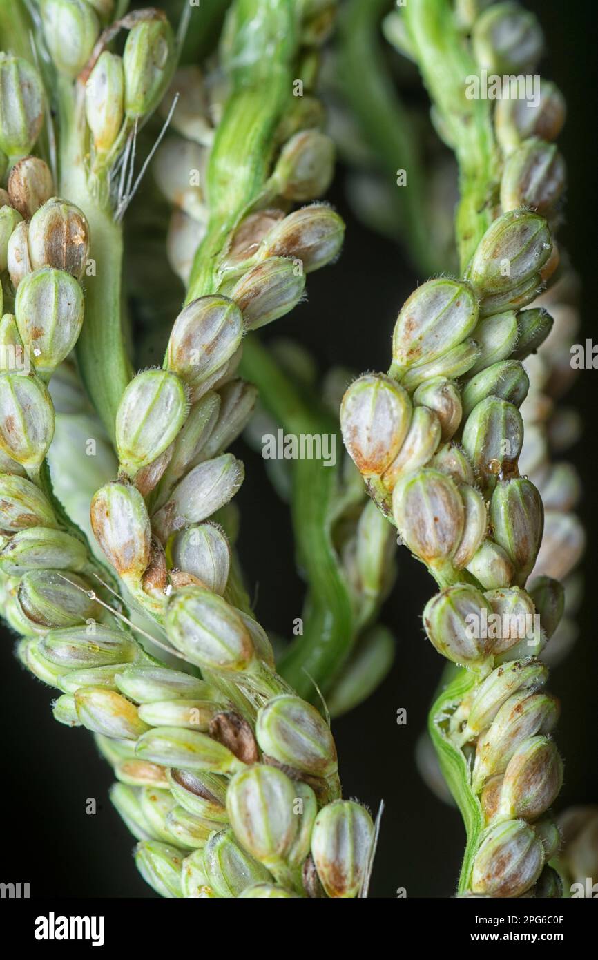 close shot of the paspalum stalk seed stem. Stock Photo
