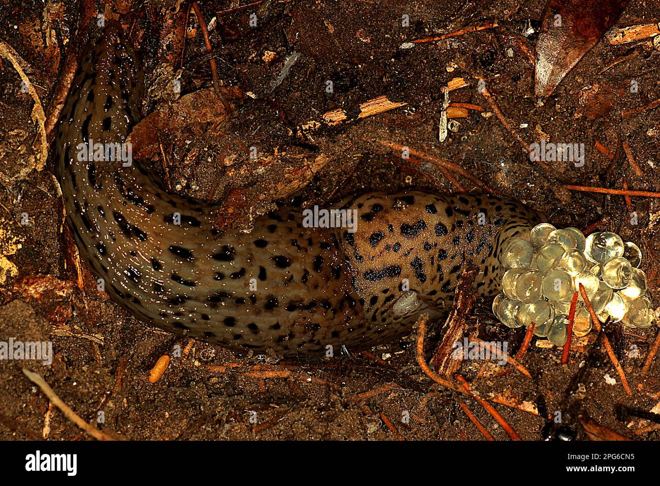 Slug and leaf litter hi-res stock photography and images - Alamy