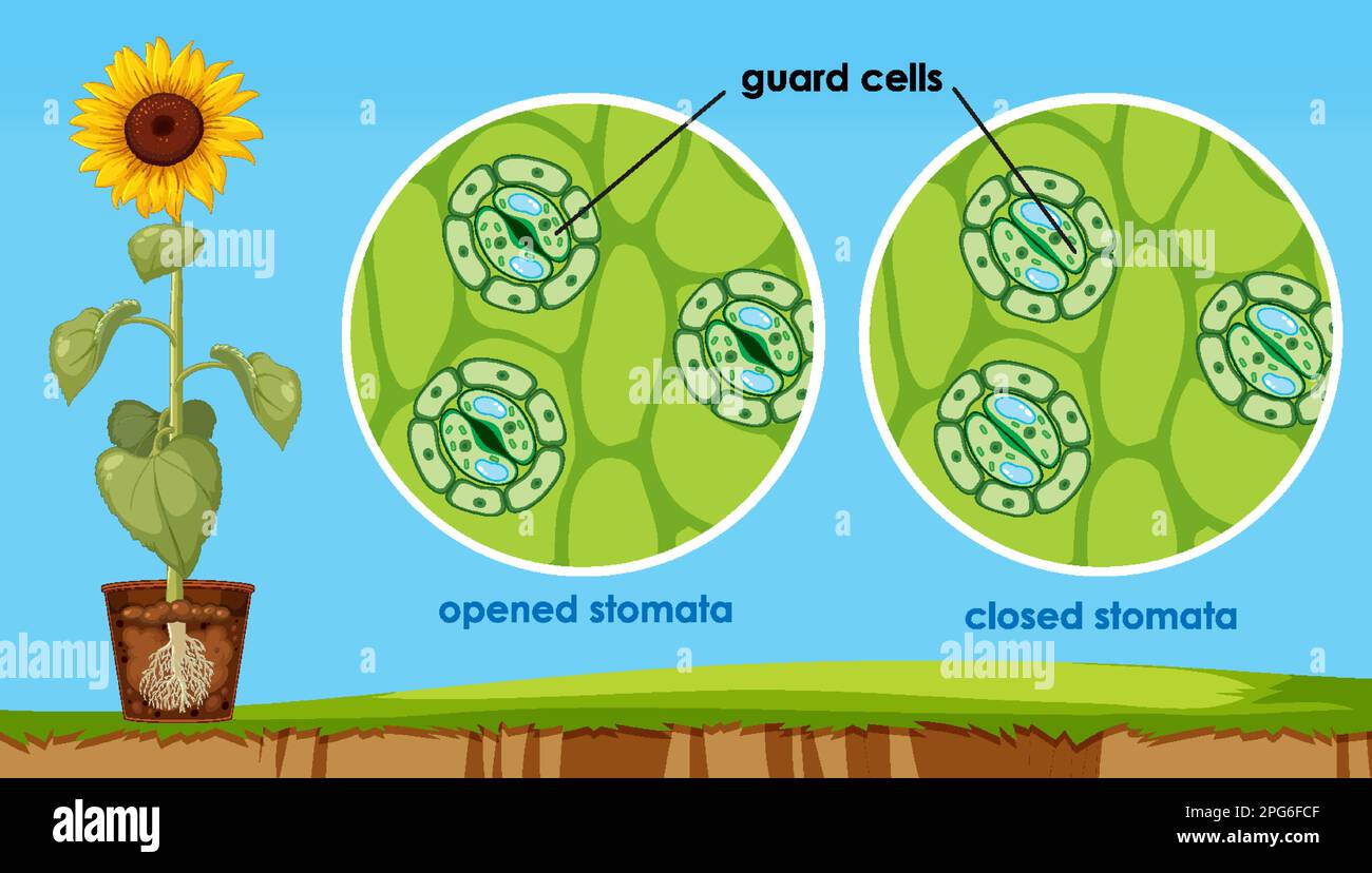 The opening and closing of stomata illustration stock vector image