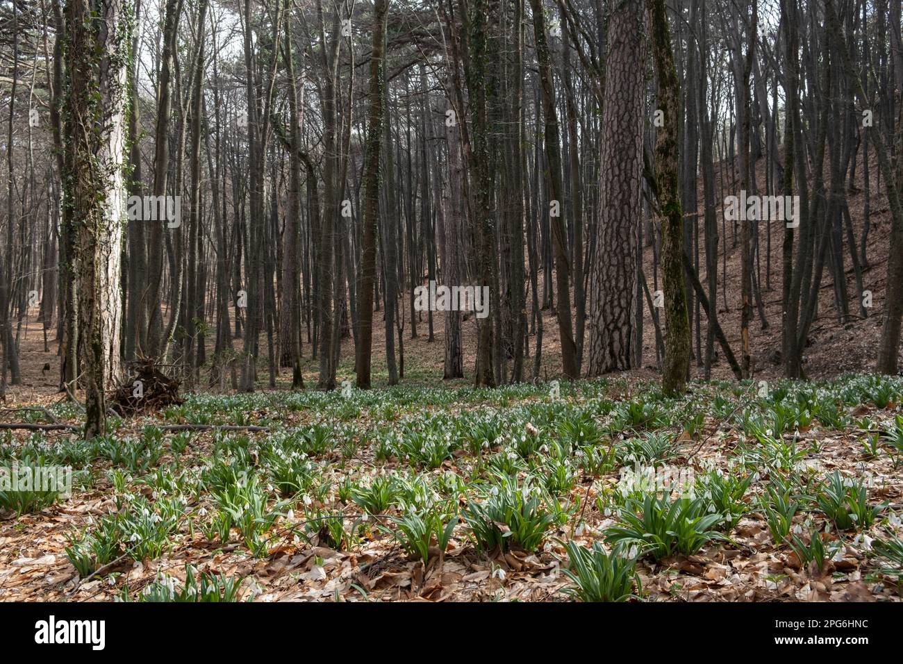 Forest snowdrops spring. Beautiful delicate fragile flowers bloomed in the spring forest. A walk in nature. The concept of awakening, warm spring days Stock Photo