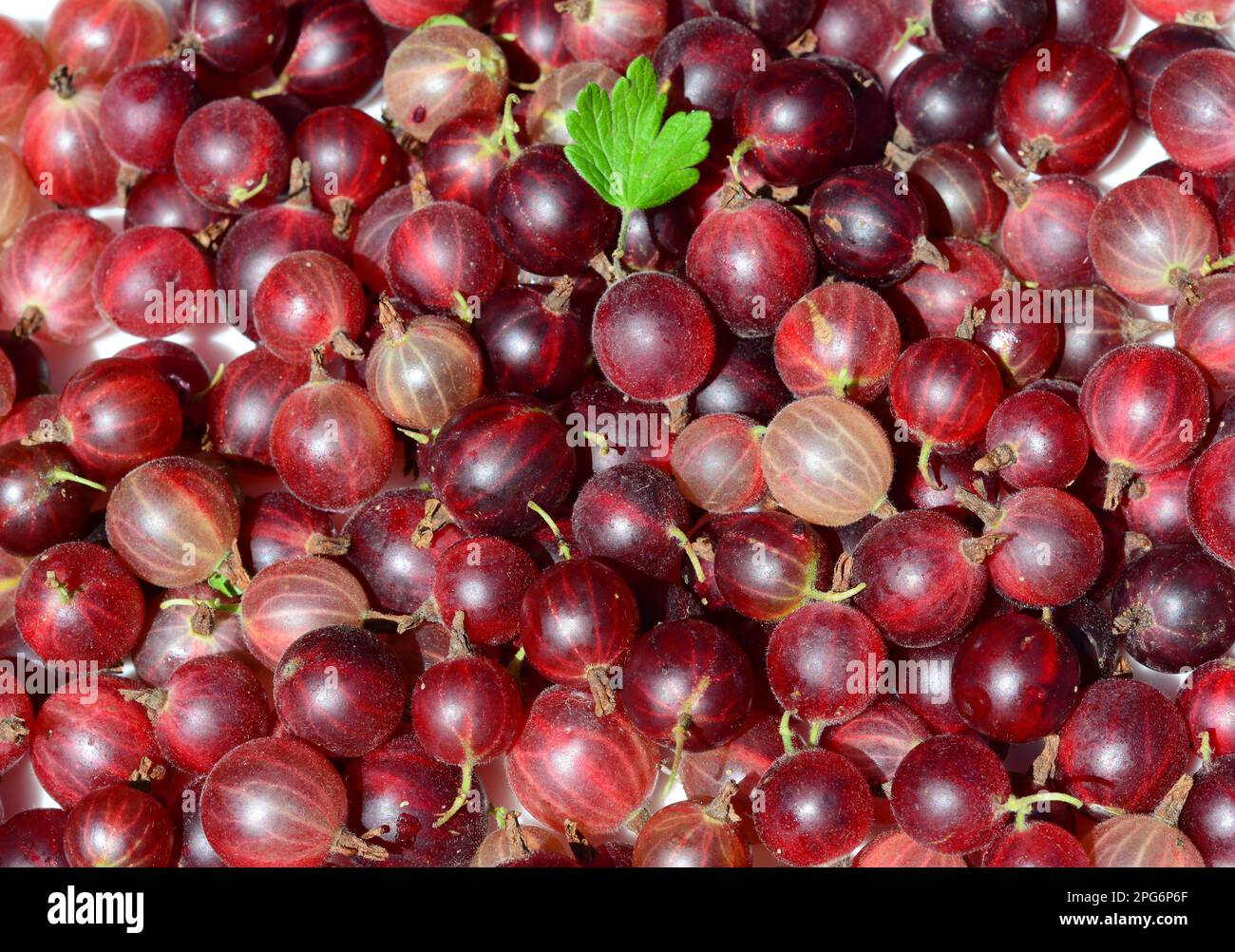 Red gooseberries textured background. Hinnomaki is the best flavoured