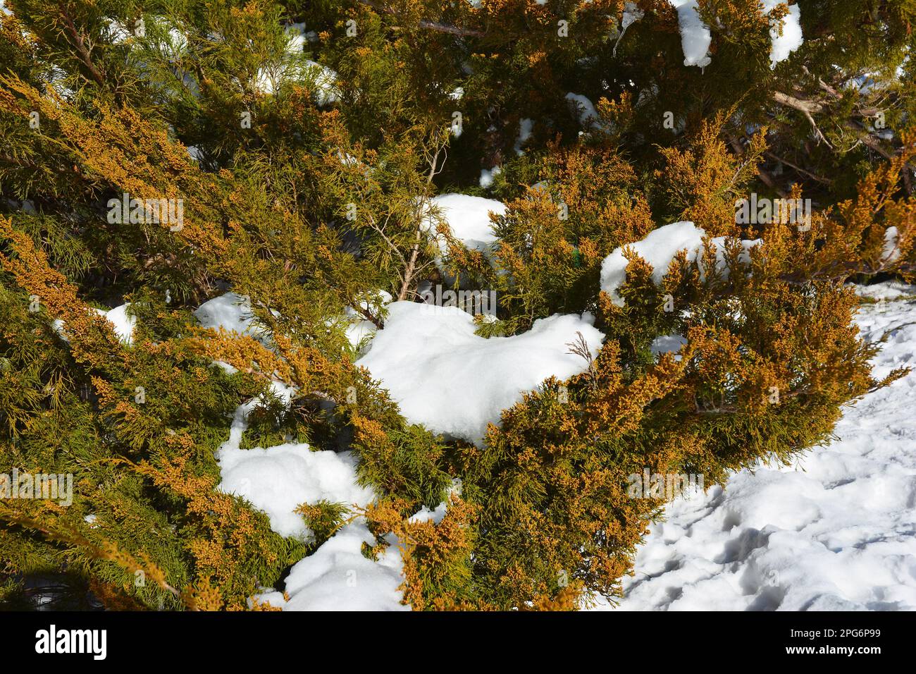 Juniperus virginiana tree with male cones covered snow. Stock Photo