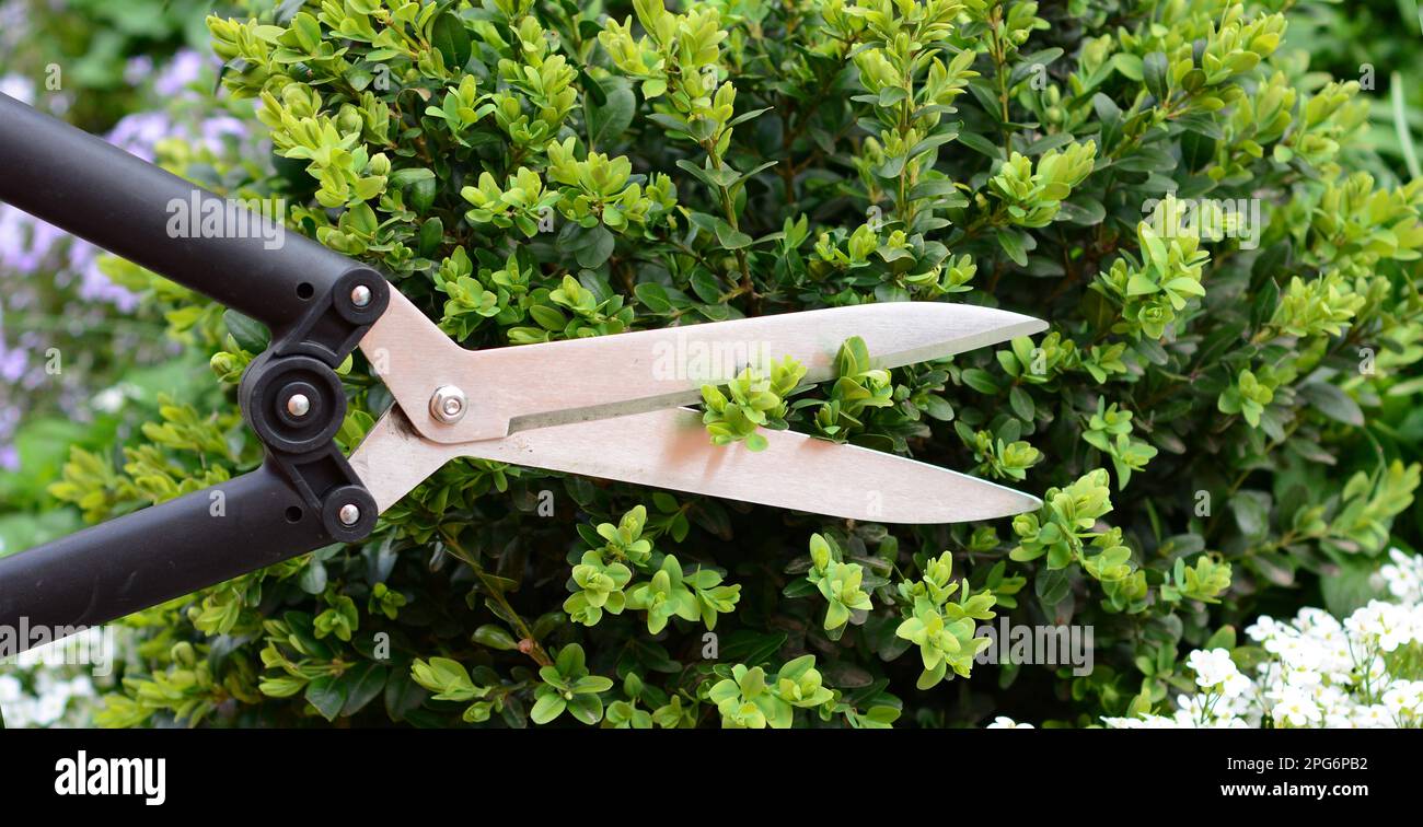 Trim boxwood shrubs in spring. Boxwood pruning, how to cut back a big