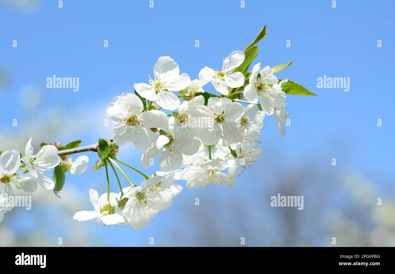 White cherry blossom branch hi-res stock photography and images - Alamy