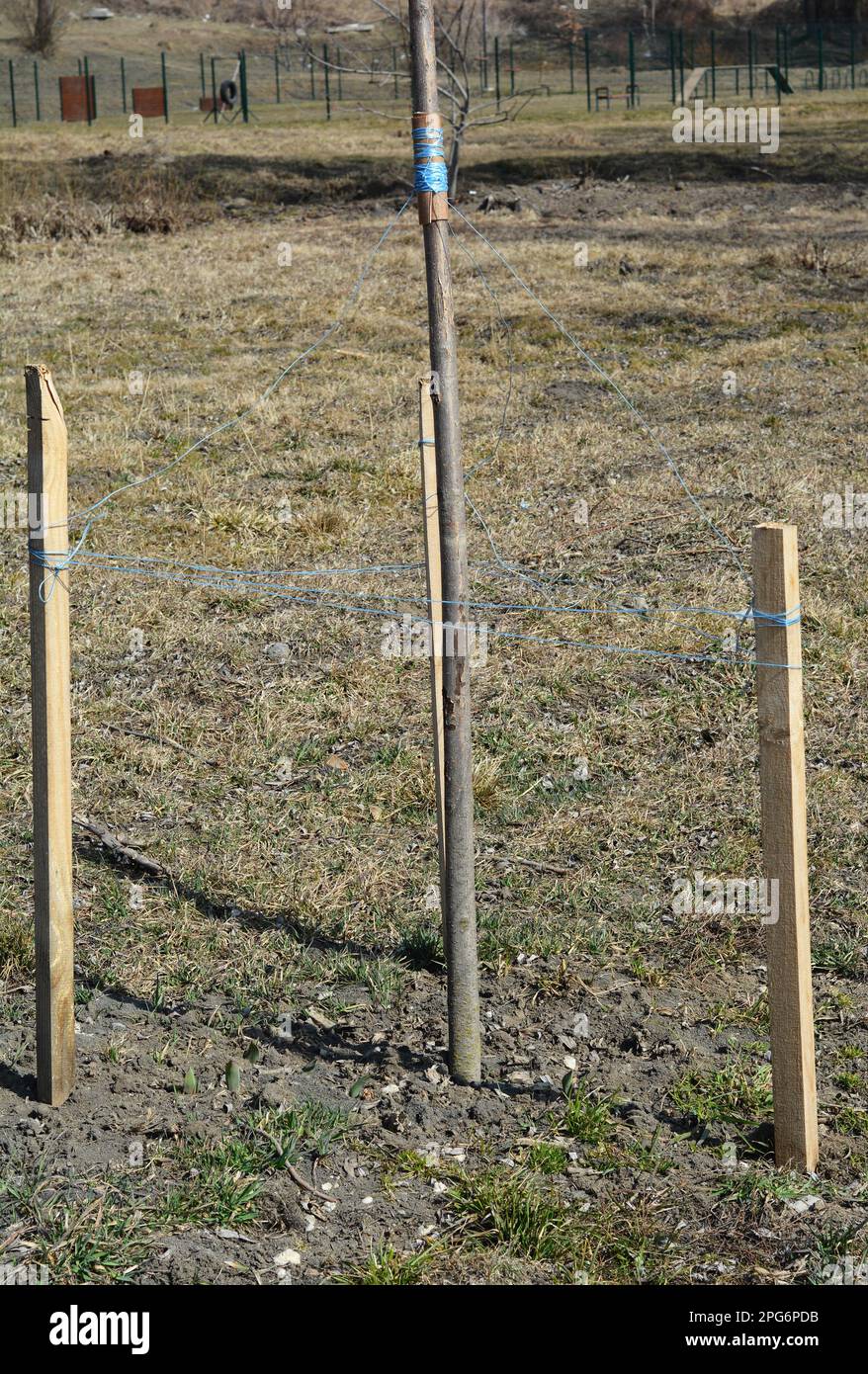 How to stake a tree. Supporting a tree trunk with stakes to grow a