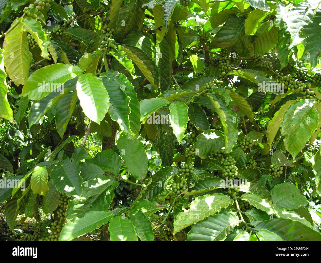 Coffee plants full of raw coffee berries Stock Photo Alamy