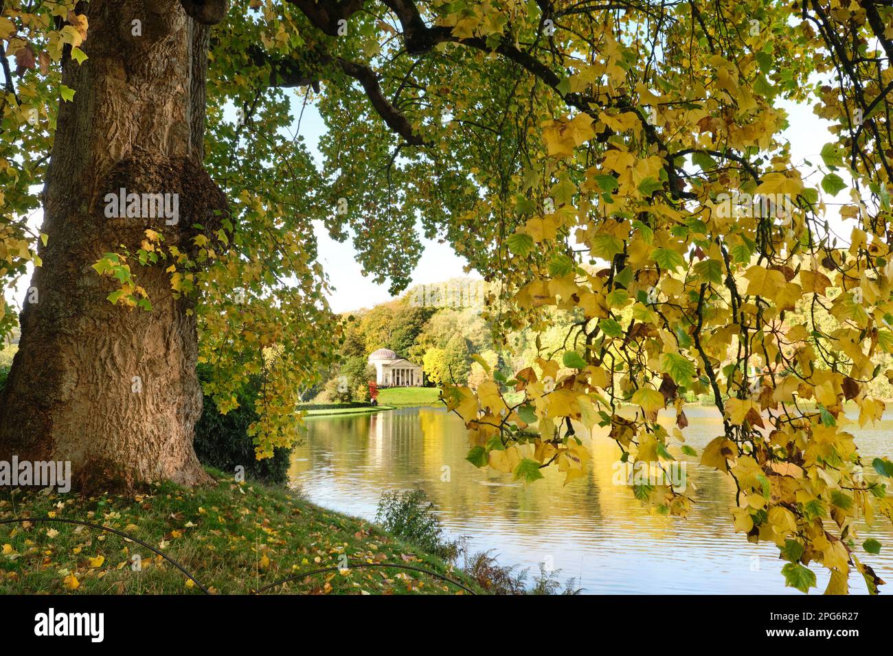 Golden tulip tree hi-res stock photography and images - Alamy