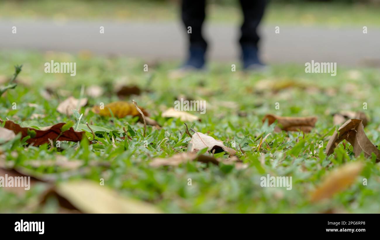 Autumn image, woman feet standing on fall dried leaves over green grass. Stock Photo