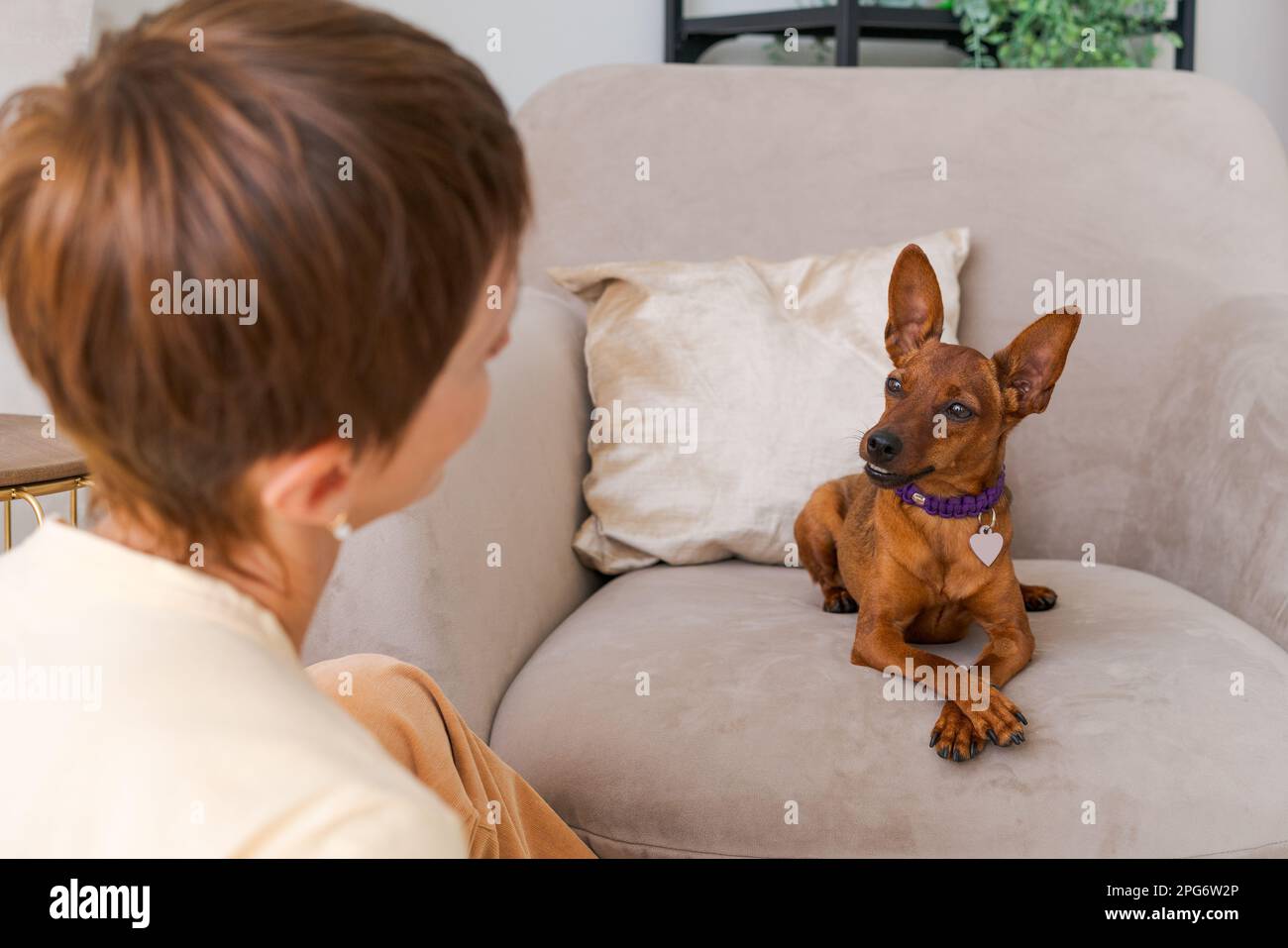 Dog training teams. Happy woman training pet at home in living room