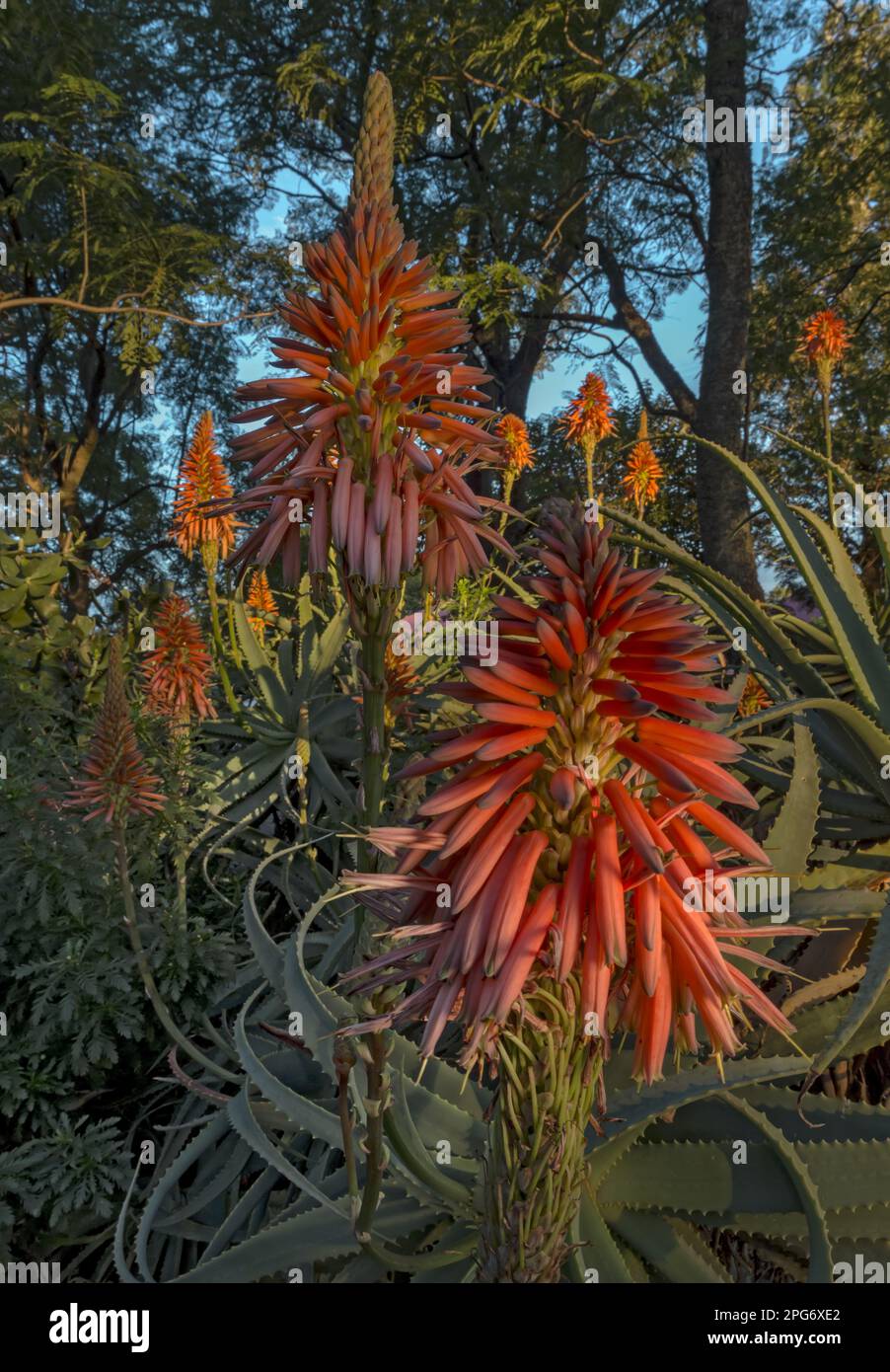 Flowering aloes grow in the garden of Norwood farm. Stock Photo