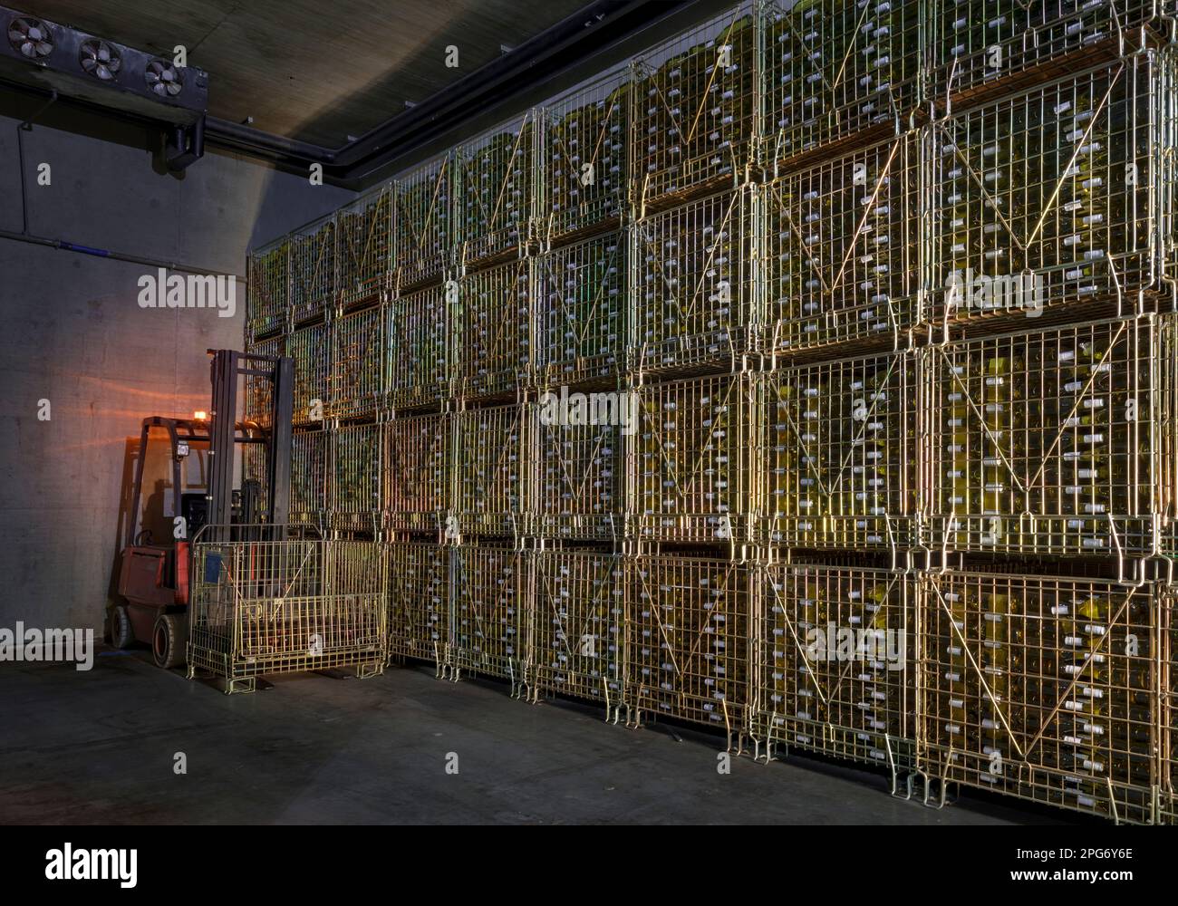 Tokara Wine Estate wine storage cellars. Stock Photo