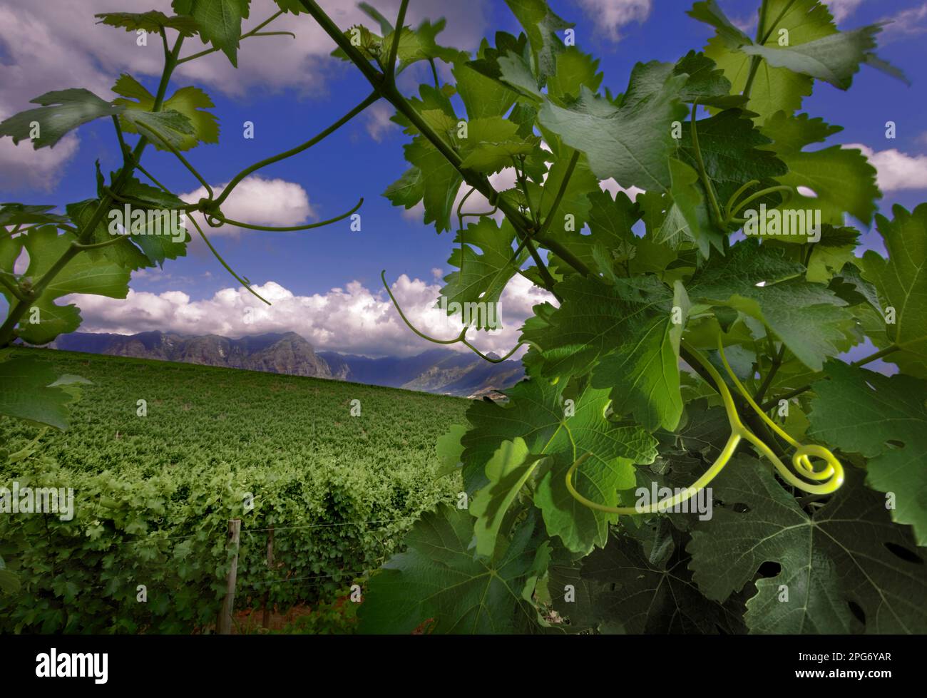 Vineyards of Tokara Wine Estate near Stellenbosch. Stock Photo