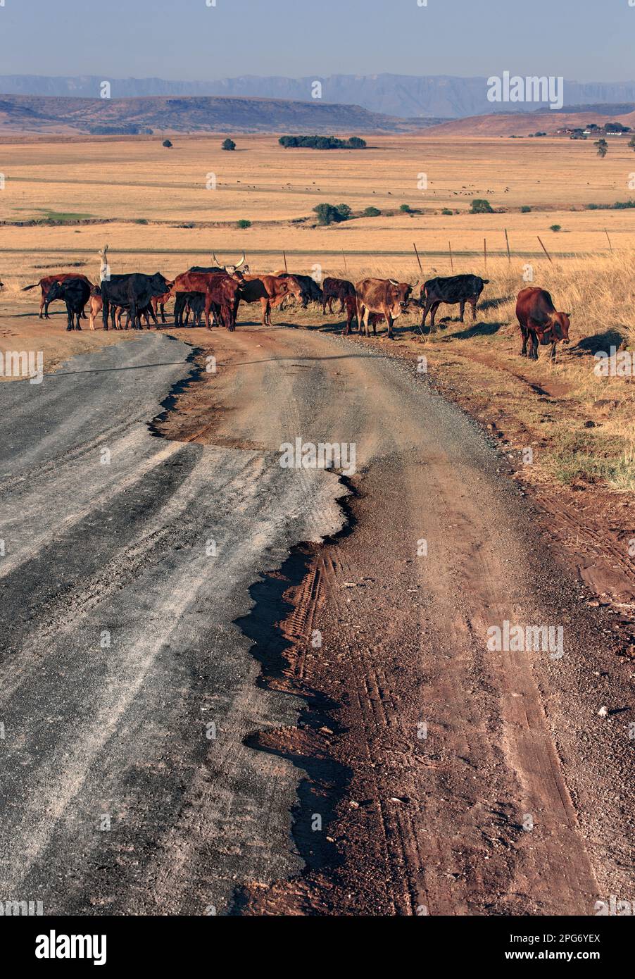 Tar and gravel mix on the road into Geluksdorp from Bergville. A herd of cattle slowly move to graze on the street edges of this village in the Draken Stock Photo