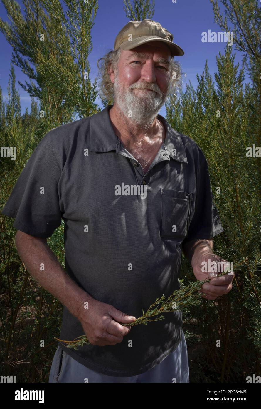 Ken Dodds, an organic Honeybush Tea farmer, stands in a plantation of tea bushes on his farm ‘Stoneleigh’ near Uniondale. Stock Photo