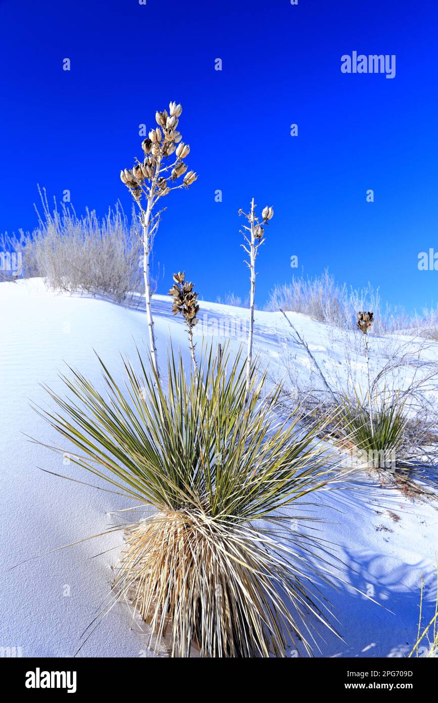 Yucca in the White Sand at White Sands National Park in New Mexico, USA