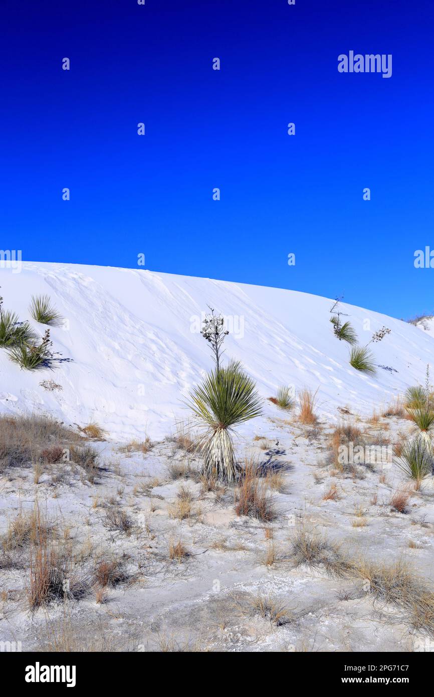 Yucca in the White Sand at White Sands National Park in New Mexico, USA