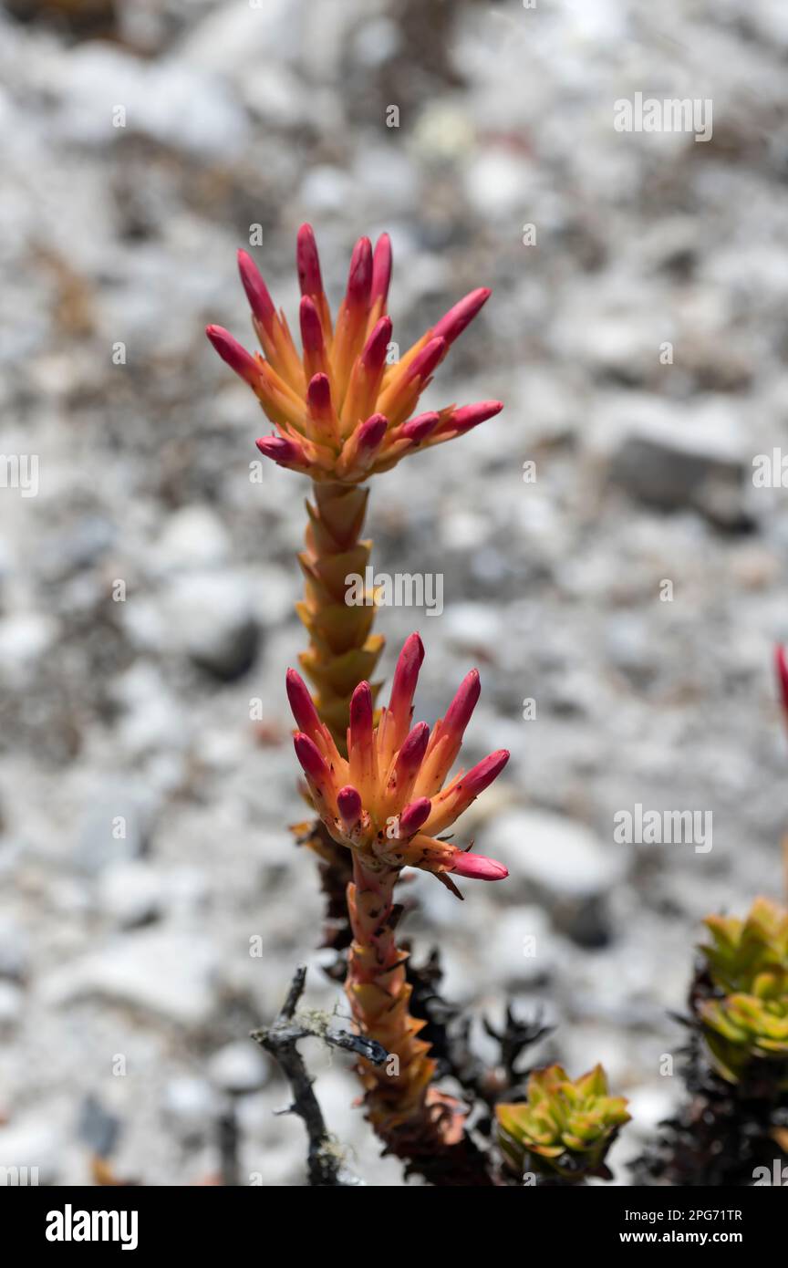 detail of Castilleja Tenuiflora flower, shot at Table Mountain in bright summer light, Cape Town, Western Cape, South Africa Stock Photo