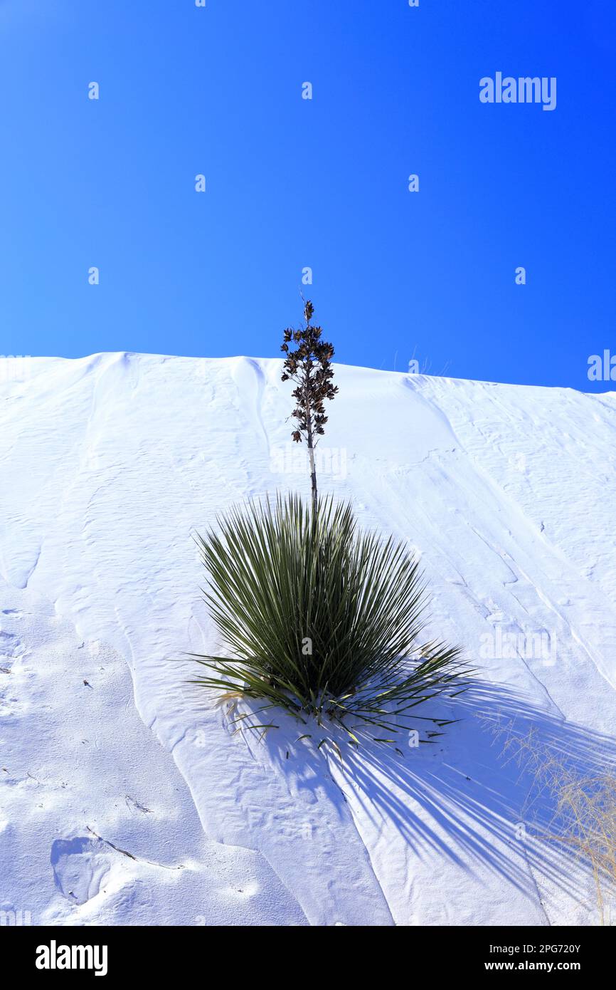 Yucca in the White Sand at White Sands National Park in New Mexico, USA