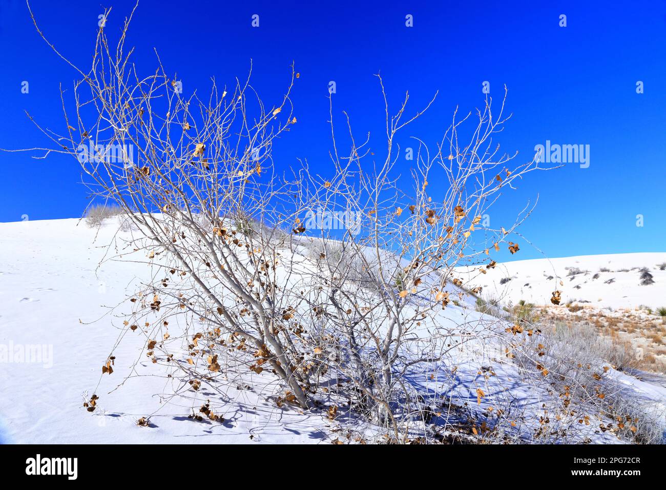 Tree (Rio Grande Cottonwood) at the White Sands National Park in New Mexico, USA Stock Photo Alamy