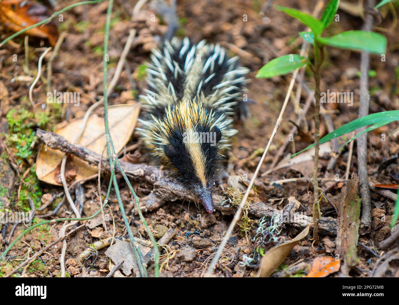 Lowland Streaked Tenrec (Hemicentetes Semispinosus), wild endemic