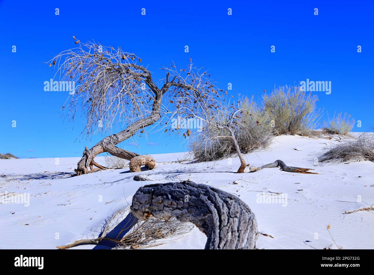 Tree (Rio Grande Cottonwood) at the White Sands National Park in New Mexico, USA Stock Photo Alamy