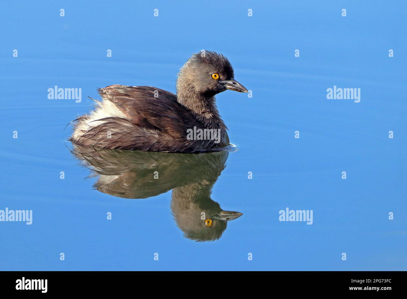 Lesser Grebe Least Grebe (Tachybaptus dominicus) swimming in the pond with mirror ...