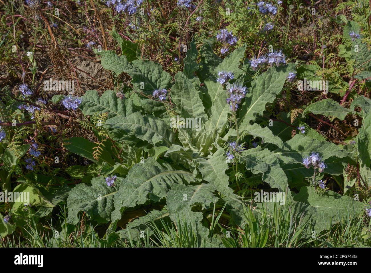 Leaf Rosette of Mullein --Verbascum--,Rhineland,Germany Stock Photo