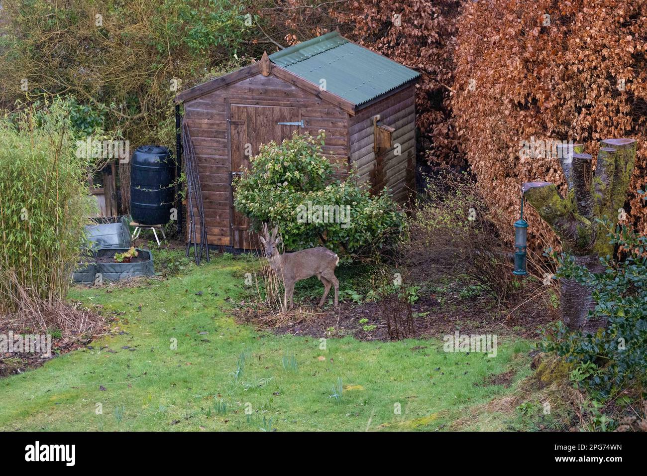 Roe deer in domestic garden - Killearn, Stirling Scotland Stock Photo
